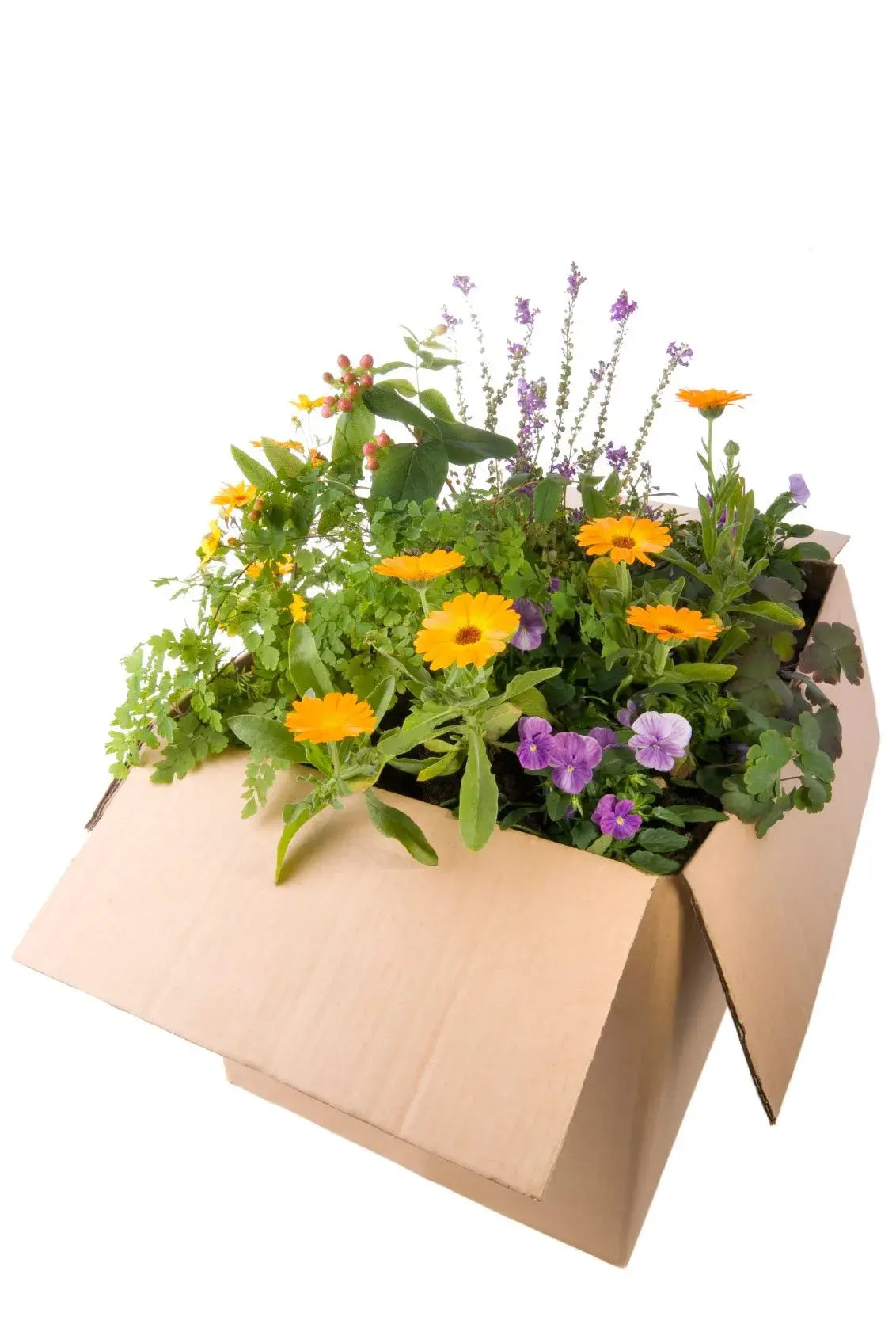 Frank Otte Nursery & Garden Center